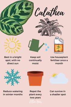 a pink poster with green plants and other things to do in the houseplant