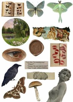 an assortment of different types of insects and other things to see in the image below