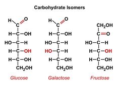 three different types of carbohydrates are shown in red and black text