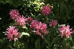 some pink flowers are blooming in the sun and green leaves on the trees behind them