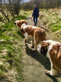 three dogs are walking down a path in the grass with a person and a dog behind them