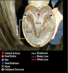 the horse is standing next to its rider's hoof and has four different colored labels on it