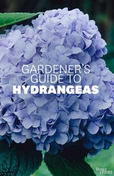 a blue flower with the words gardener's guide to hydrangeas