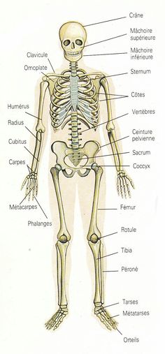 the human skeleton and its major bones