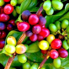 coffee beans on the tree ready to be picked