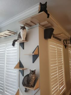 two cats sitting on top of wooden shelves