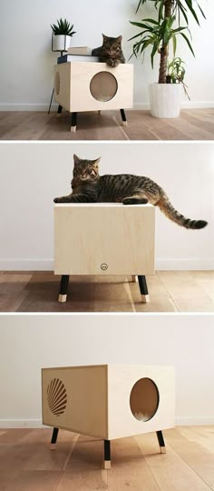 a cat is sitting on top of a wooden box that looks like it has been built into