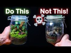 two jars with plants and rocks in them, one has a skull on the lid