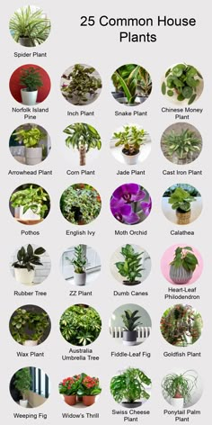 the 25 common house plants that are easy to grow