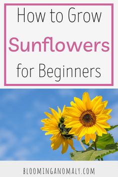 sunflowers with text overlay how to grow sunflowers for beginners