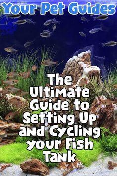 the ultimate guide to setting up and cycling your fish tank