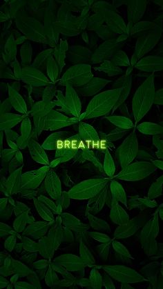 green leaves with the word breathe written on it's side in bright neon light