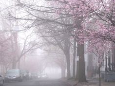 cars parked on the side of a road in front of some trees with pink flowers