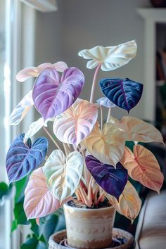 a potted plant with multicolored leaves in it