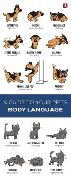 Guide To Your Pet's BODY Language.✔💖With - puppydog9662 Dog Body Language, Cat Language, Dog Language, Pet Advice, Dog Facts, Great Cat, Puppy Face, Dog Behavior, Siamese Cats