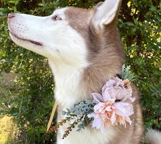 a husky dog wearing a flower collar in front of some bushes and trees, looking up at the sky