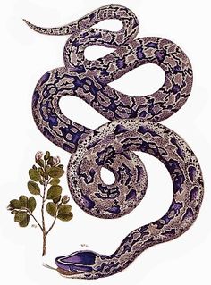 a drawing of a purple snake on a white background with a plant in the foreground