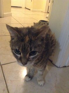 a cat standing next to a door on the floor