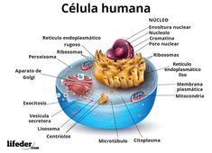 an image of the cell diagram with all its components labeled in english and latin language