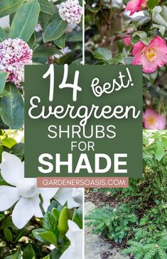 the best evergreen shrubs for shade in your yard or garden are you thinking about using them?