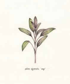 a drawing of a plant with leaves on it