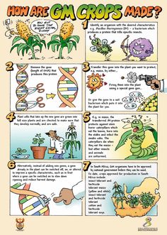 an image of how are gm crops made? with pictures of plants and other things