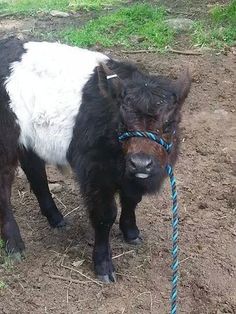 a black and white cow tied up to a rope in the dirt with grass behind it