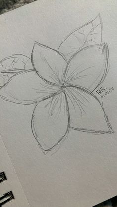 a pencil drawing of a flower on paper