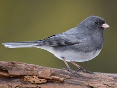 a gray and white bird sitting on top of a tree branch