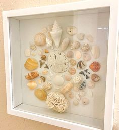 a shadow box with sea shells in it