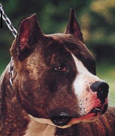 a brown and white dog with a chain around it's neck