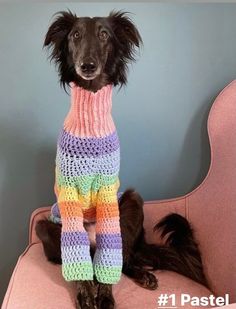 a dog sitting on a pink chair wearing a colorful sweater