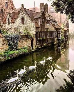 swans are swimming in the water near some old buildings and bricked houses on either side of a river