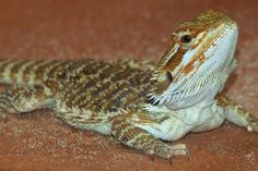 a close up of a small lizard on the ground