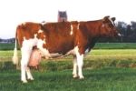 a large brown and white cow standing on top of a lush green field next to a building