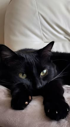 a black cat laying on top of a couch