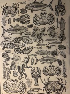 an old book with drawings of sea animals