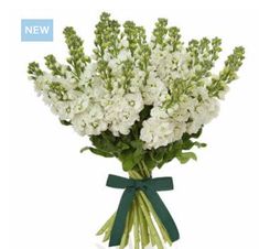 a bouquet of white flowers tied with a green ribbon