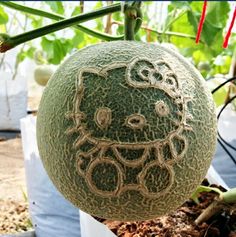 a hello kitty melon hanging from a tree in a garden with other plants around it