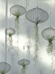 several air plants are hanging from wire baskets