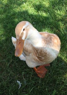 a duck sitting in the grass with its head turned