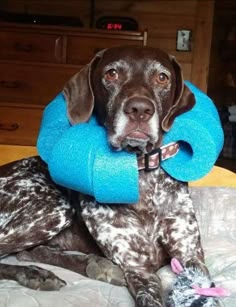 a dog with a blue pillow on its back