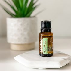 Tea Tree Essential Oil Has Over 90 Different Compounds And Limitless Applications. The Leaves Of The Tea Tree Have Been Used By The Aboriginal Peoples Of Australia For Centuries. They Would Apply Crushed Leaves Directly To The Skin For A Cooling Effect. Tea Tree Oil Is Best Known For Its Purifying Properties. It Can Be Used To Cleanse And Purify The Skin And Nails And To Support A Healthy Looking Complexion. Tea Tree Oil Is Used On Occasional Skin Irritations To Soothe The Skin And Diffusing Tea Doterra Tea Tree Oil, Doterra Tea Tree, Tea Tree Oil Benefits, Citrus Drinks, Essential Oil Education, Essential Oils Cleaning, Essential Oil Benefits, Oil Color, Melaleuca Alternifolia