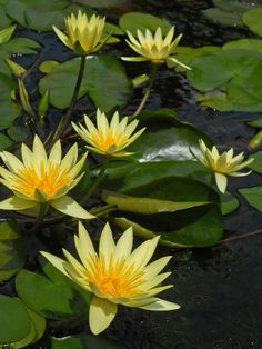 yellow water lilies are blooming in the pond