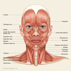 an image of the muscles and their major facial structures on a white background with text below