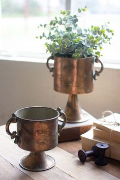 a potted plant sitting on top of a wooden table