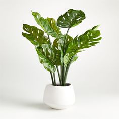 a potted plant with green leaves in it