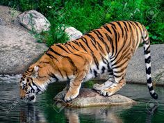 a tiger standing on top of a rock next to water