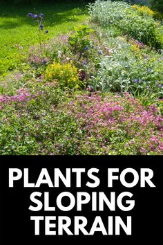 the words plants for sloping terrain are in front of an image of flowers and trees