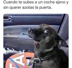 a dog sitting in the passenger seat of a car with its mouth open and tongue out